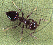 Acrobat Ant