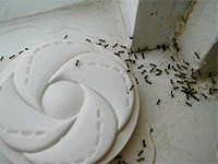 Argentine Ants Feeding
