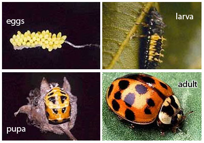 Asian Lady Beetle Life Cycle 92