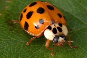 Asian Beetle