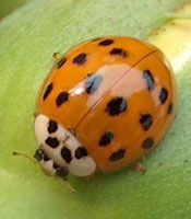 Multi-colored Asian Beetle