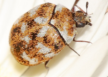 Carpet beetles fed carcass of ground beetle on the trap