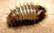 carpet beetle larva