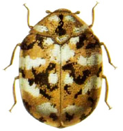 Carpet beetles fed carcass of ground beetle on the trap