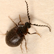 odd beetle