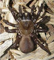 california-trapdoor-spider