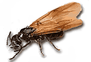 Carpenter Ant