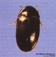IDENTIFYING AND ELIMINATING CARPET BEETLES: 8 EASY STEPS TO FOLLOW! – Only  Hangers Inc.