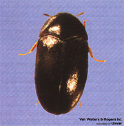 Streator's Carpet Beetle Prevention Guide