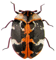 Carpet Beetles – All You Need To Know | PestControlSupermarket.com