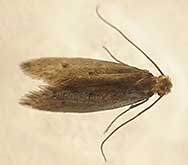 Identifying and controlling clothes moths, carpet beetles and