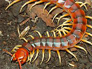 centipede