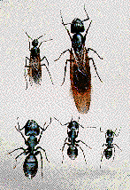 Carpenter Ant Life Cycle