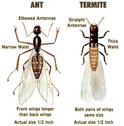 Termite Size Chart