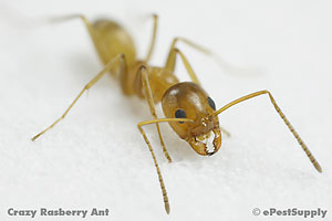 crazy rasberry ant