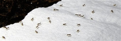 Crazy Rasberry Ant picture