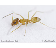 Crazy Rasberry Ant