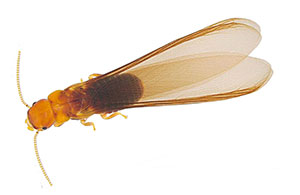 drywood termite swarmer