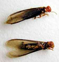 drywood termite swarmers