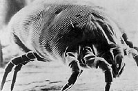 house dust mite