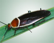 field cockroach