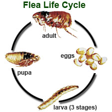 Picture of Subterranean termite