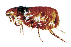 cat flea