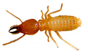 formosan termite soldier