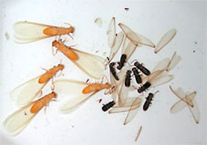 formosan termite swarmers