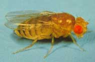 How to get rid of flies — PestXpert