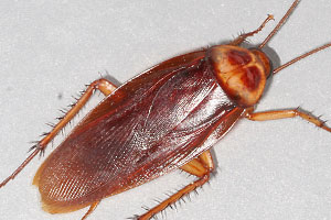 http://www.epestsupply.com/images/bugs/img_cockroach.jpg