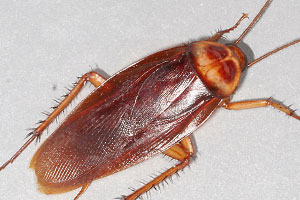 Cock roaches used in red dye