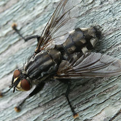 Flesh Fly