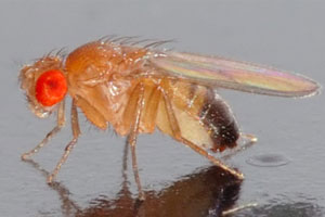 picture of fruit fly