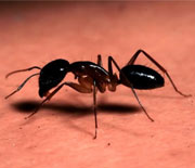 Little Black Ants