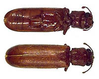 lyctid powder post beetle  