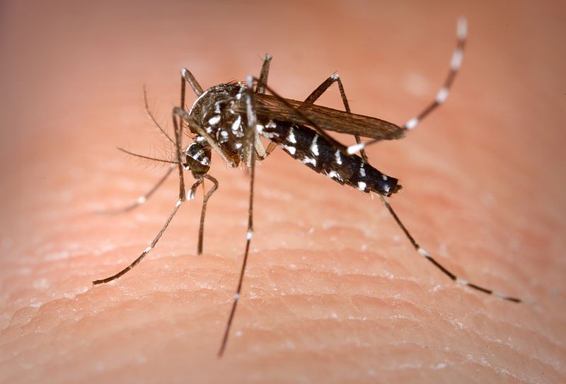 Asian Tiger Mosquito - Aedes Albopictus