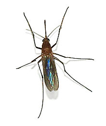 Culex Pipiens Mosquito