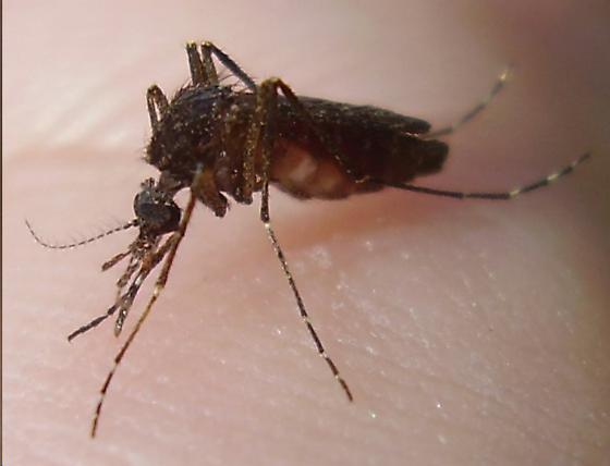 Mansonia Dyari Mosquito