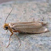 http://www.epestsupply.com/images/bugs/moth_webbing.jpg