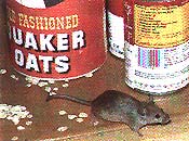 House Mouse