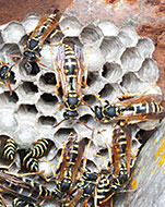 paper-wasp-nest