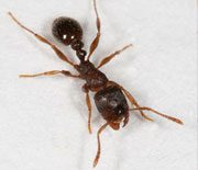 Pavement Ant