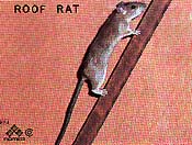 Roof Rat