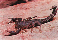 Scorpion