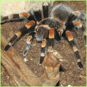 Tarantula