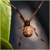 Brown Widow Multicolored