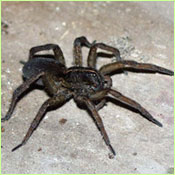 wolf spider