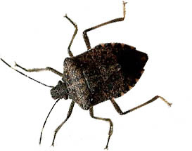 stinkbug