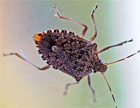 stinkbug